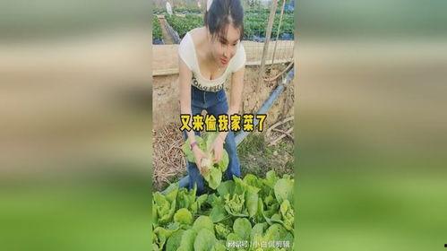 谁偷了我的菜,一场虚拟世界的田园争夺战